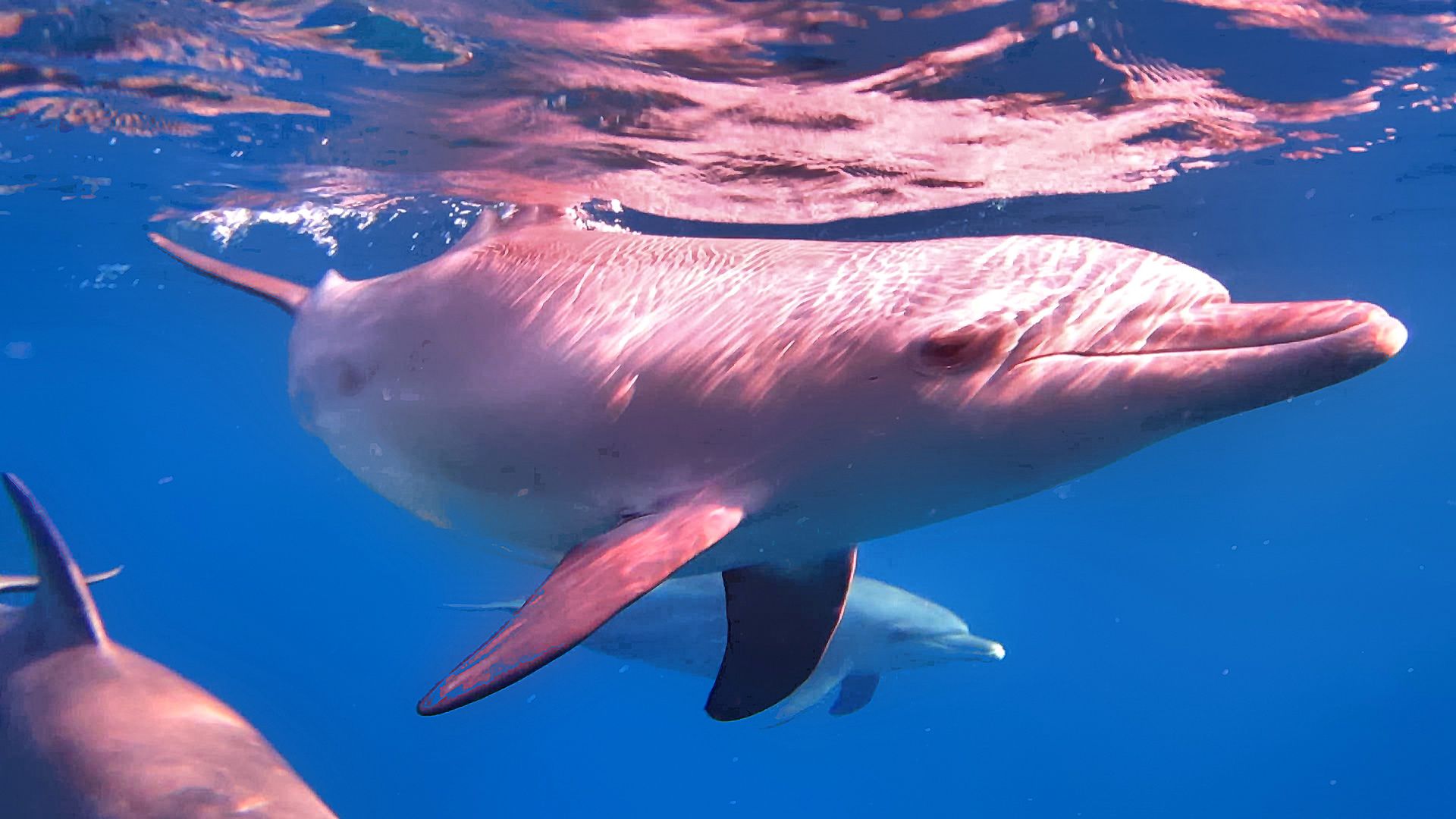Delfin, Unterwasser, Rosa Licht, Schwimmen, 1920x1080, Full-HD-Hintergrundbild für PC