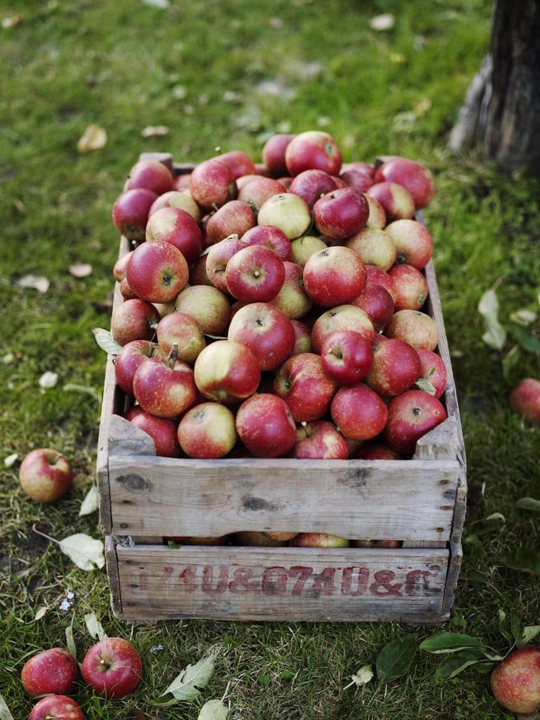 Äpfel, Obstkiste, Holzkiste, Ernte, Gras, Herbst, HD, Hintergrundbild fürs Tablet