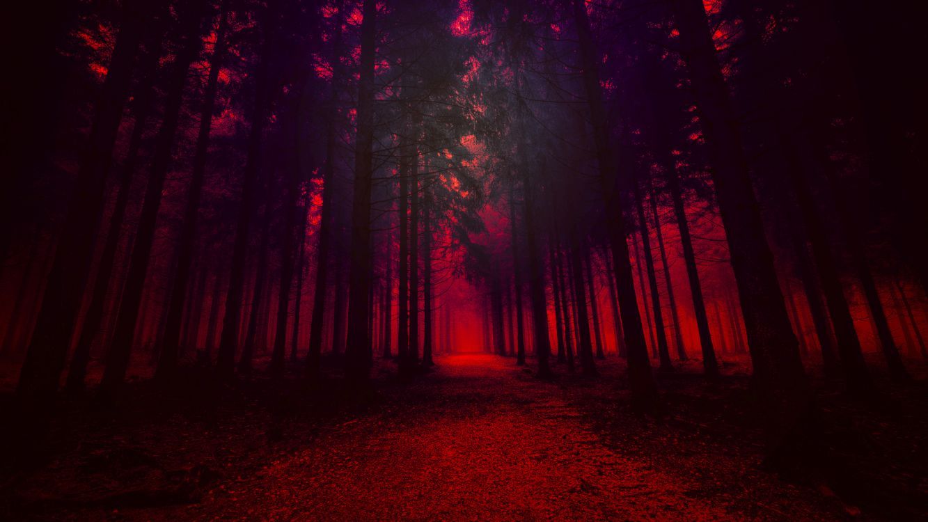 Wald, Rotes Licht, Bäume, Mystisch, Dunkel, HD, Hintergrundbild für den PC
