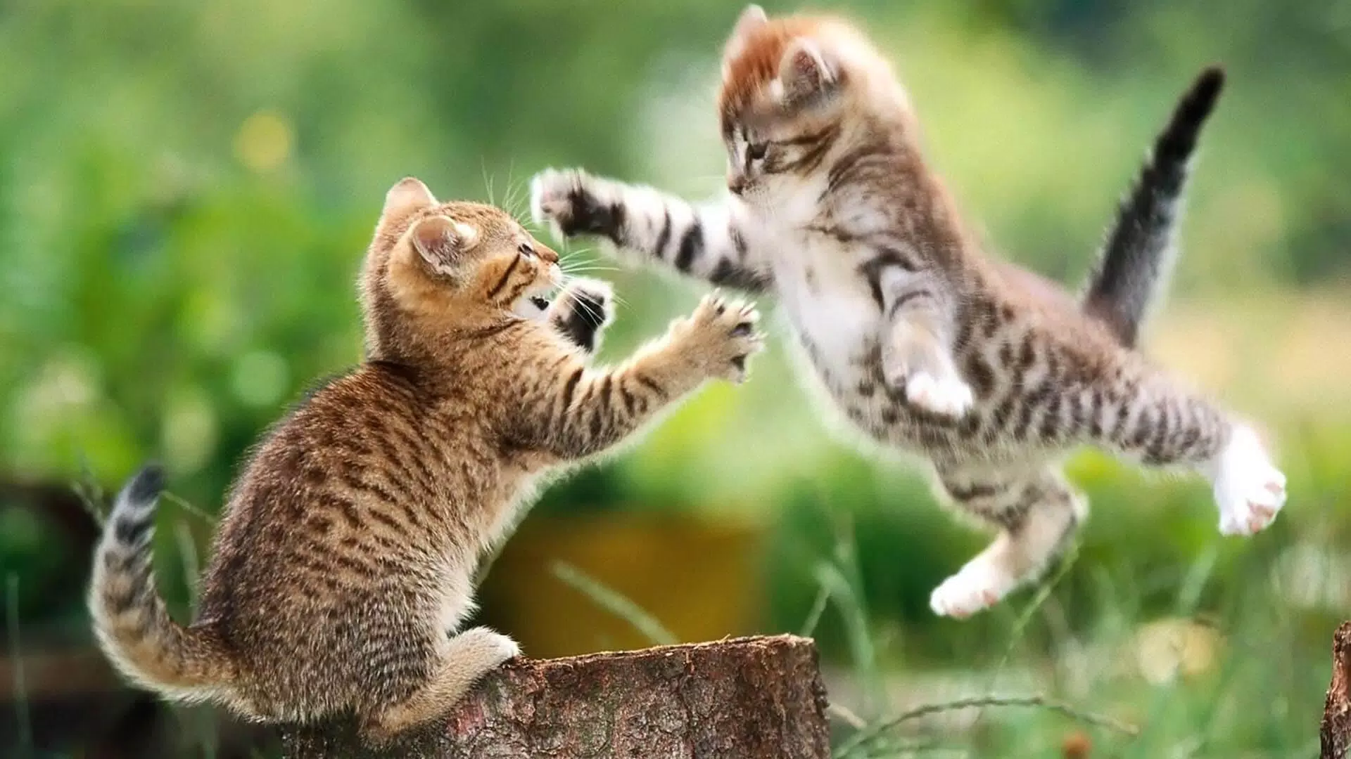 Kätzchen, Katzen, Spielen, Sprung, Gras, Niedlich, Full HD 1080p, Desktop-Hintergrundbild