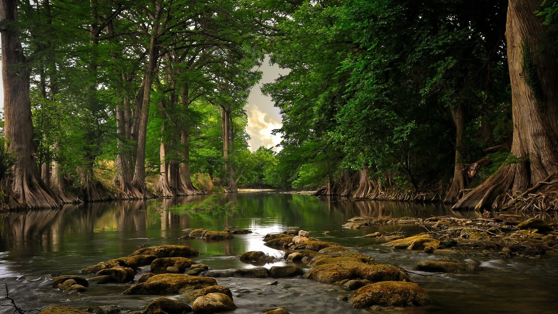 Wald, Bach, Zypressen, Moos, Steine, Grün, 1920x1080, Full-HD-Hintergrundbild für PC