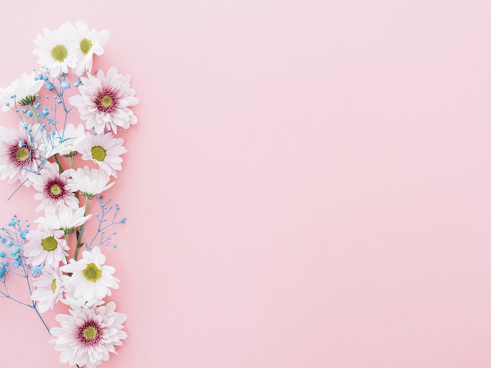 Gänseblümchen, Rosa Hintergrund, Blumen, Frühling, HD Wallpaper