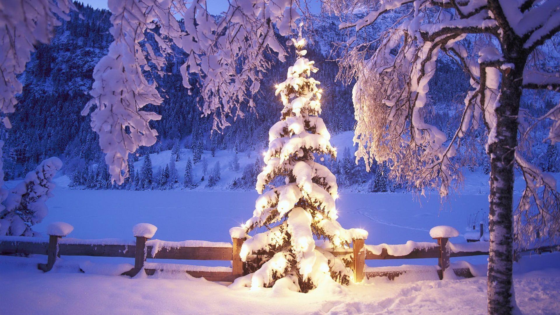 Weihnachtsbaum, Verschneite Bäume, Lichter, Zaun, Winterlandschaft, 1920x1080, PC-Hintergrundbild