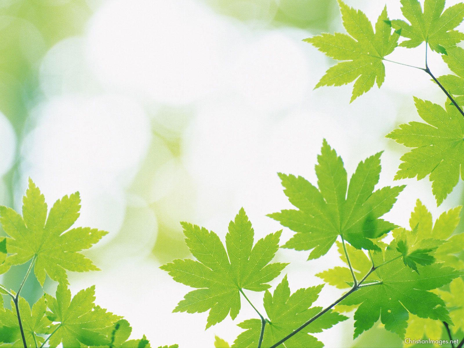 Ahornblätter, Grüne Blätter, Bokeh, Natur, Frühling, HD, iPad-Hintergrundbild