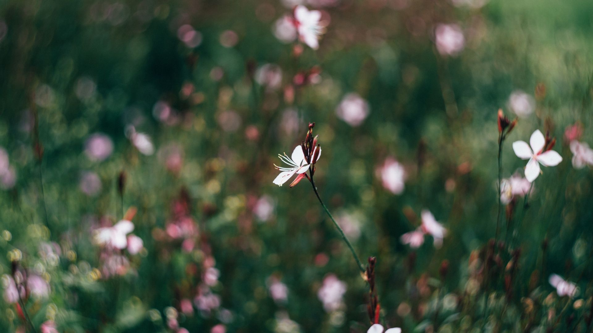 Wildblumen, Weiße Blüten, Wiese, Grün, Geringe Schärfentiefe, Full HD, Windows-Hintergrundbild