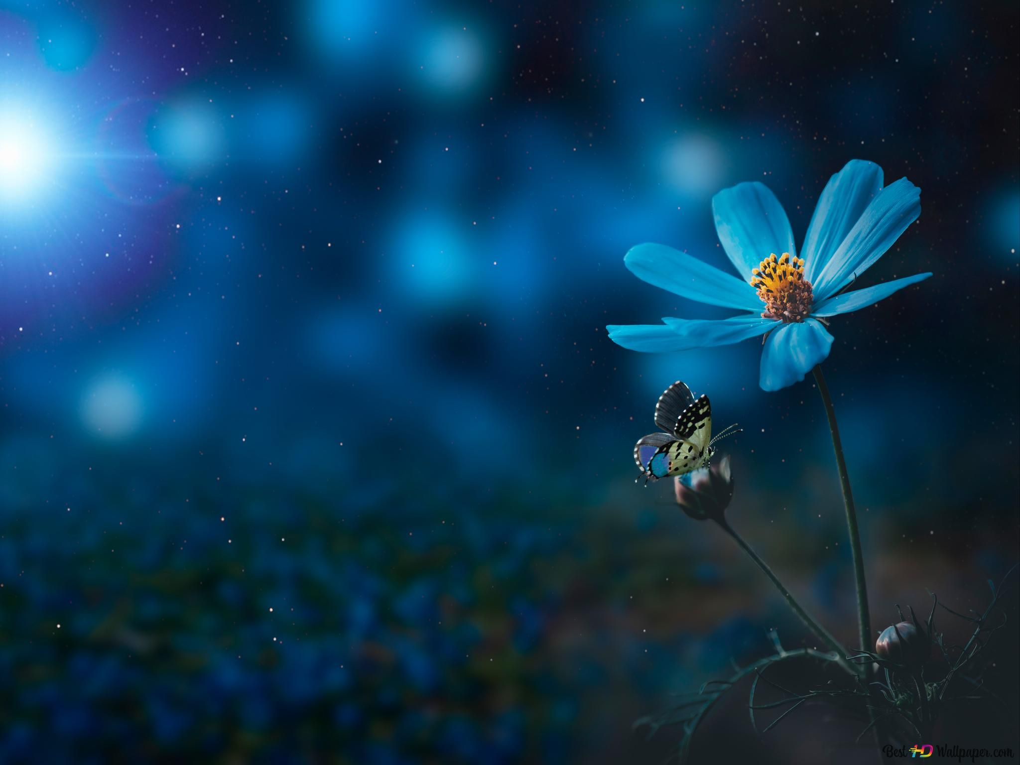 Schmuckkörbchen, Blaue Blume, Bokeh, Nacht, Makro, Hintergrundbild für iPad und Tablet