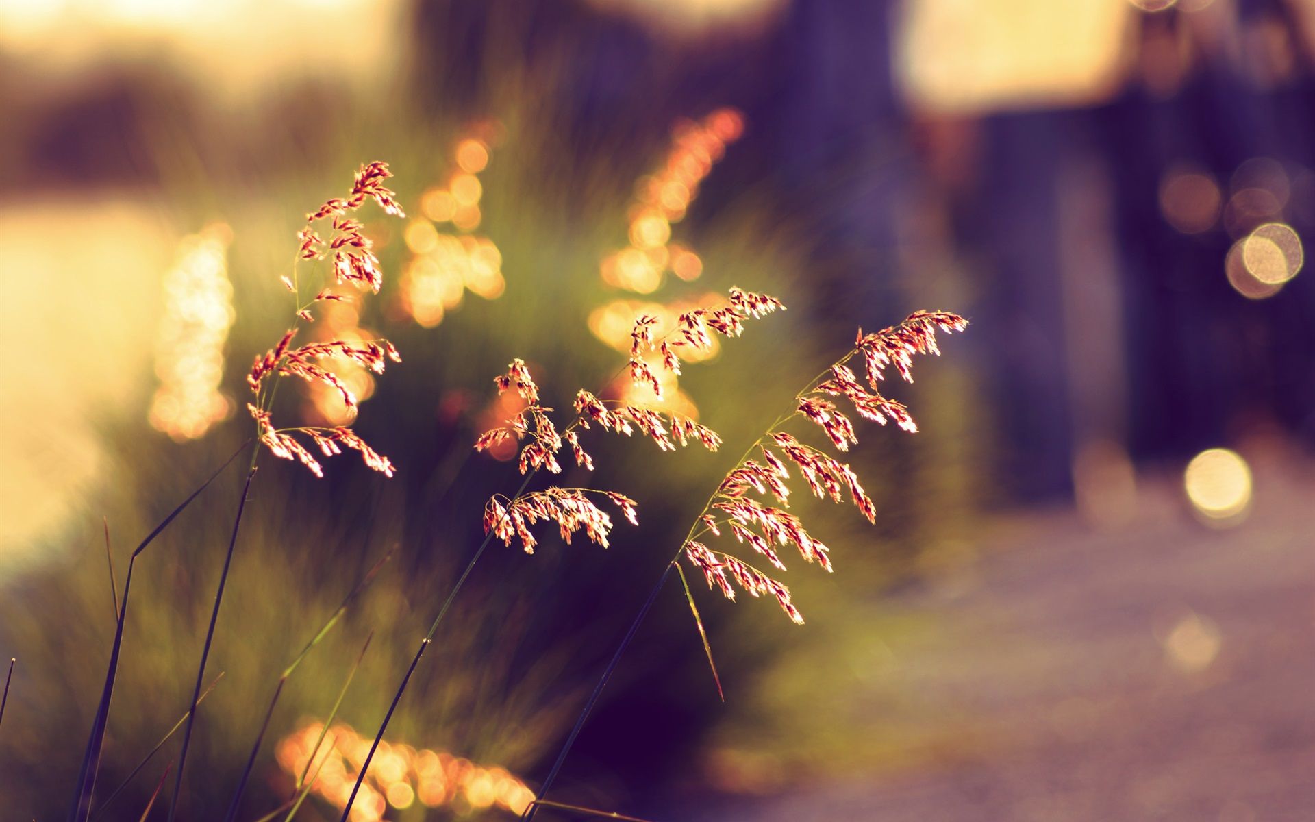Gräser, Gegenlicht, Bokeh, Goldenes Licht, Sommer, Full HD, Desktop-Hintergrund für Windows