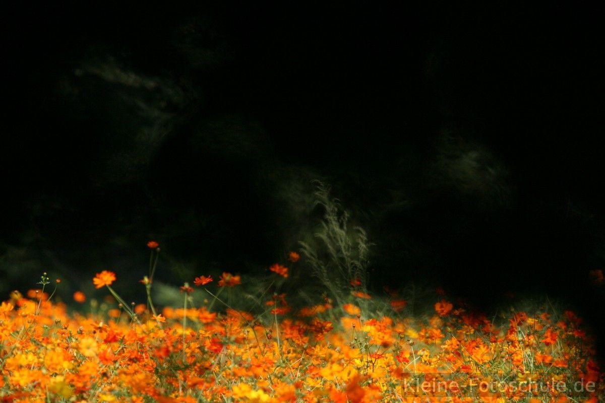 Ringelblumen, Orange Blüten, Dunkler Hintergrund, Nacht, Blumenfeld, Wallpaper