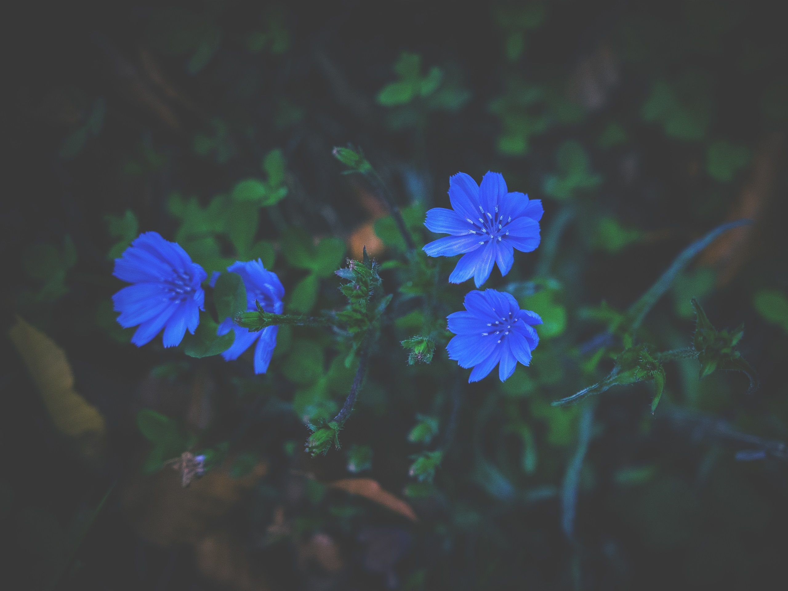 Blaue Blumen, Wegwarte, Grün, Dunkel, 2K, Hintergrundbild fürs Tablet