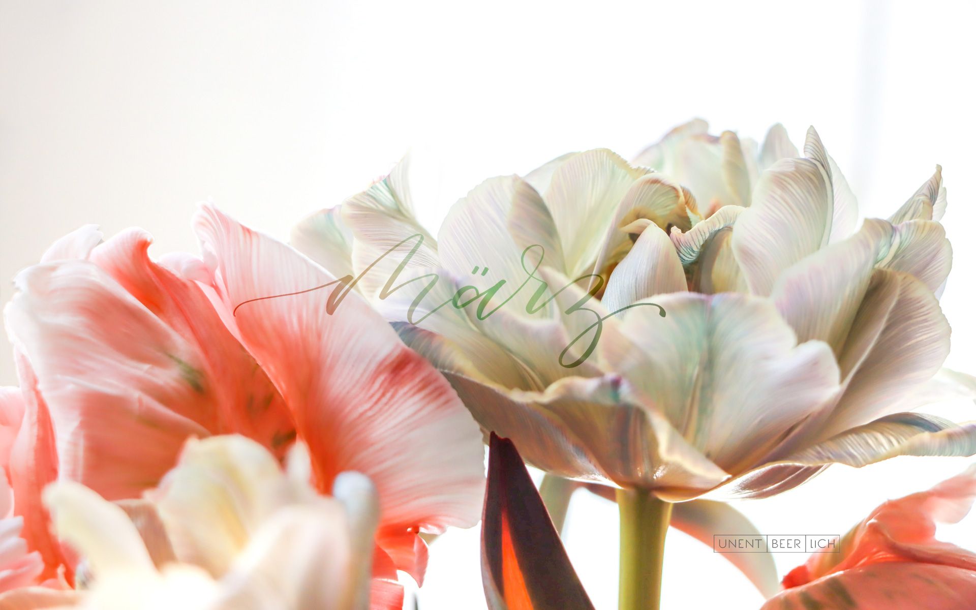 Tulpen, Blüten, Weißer Hintergrund, Zart, Rosa, Full HD Wallpaper