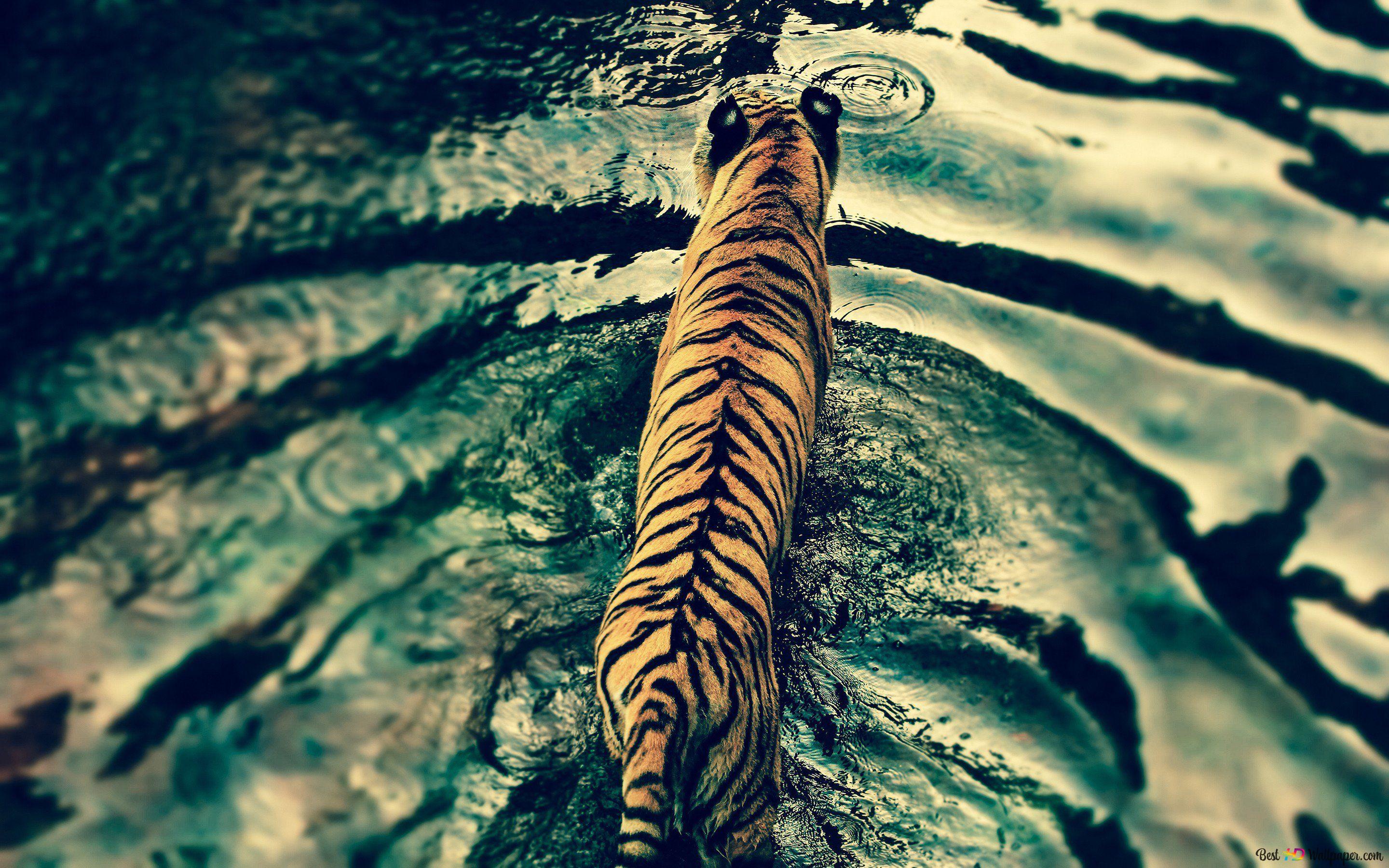 Tiger, Wasser, Raubkatze, Vogelperspektive, Schwimmen, 16:10, 2K-Hintergrundbild für den Desktop