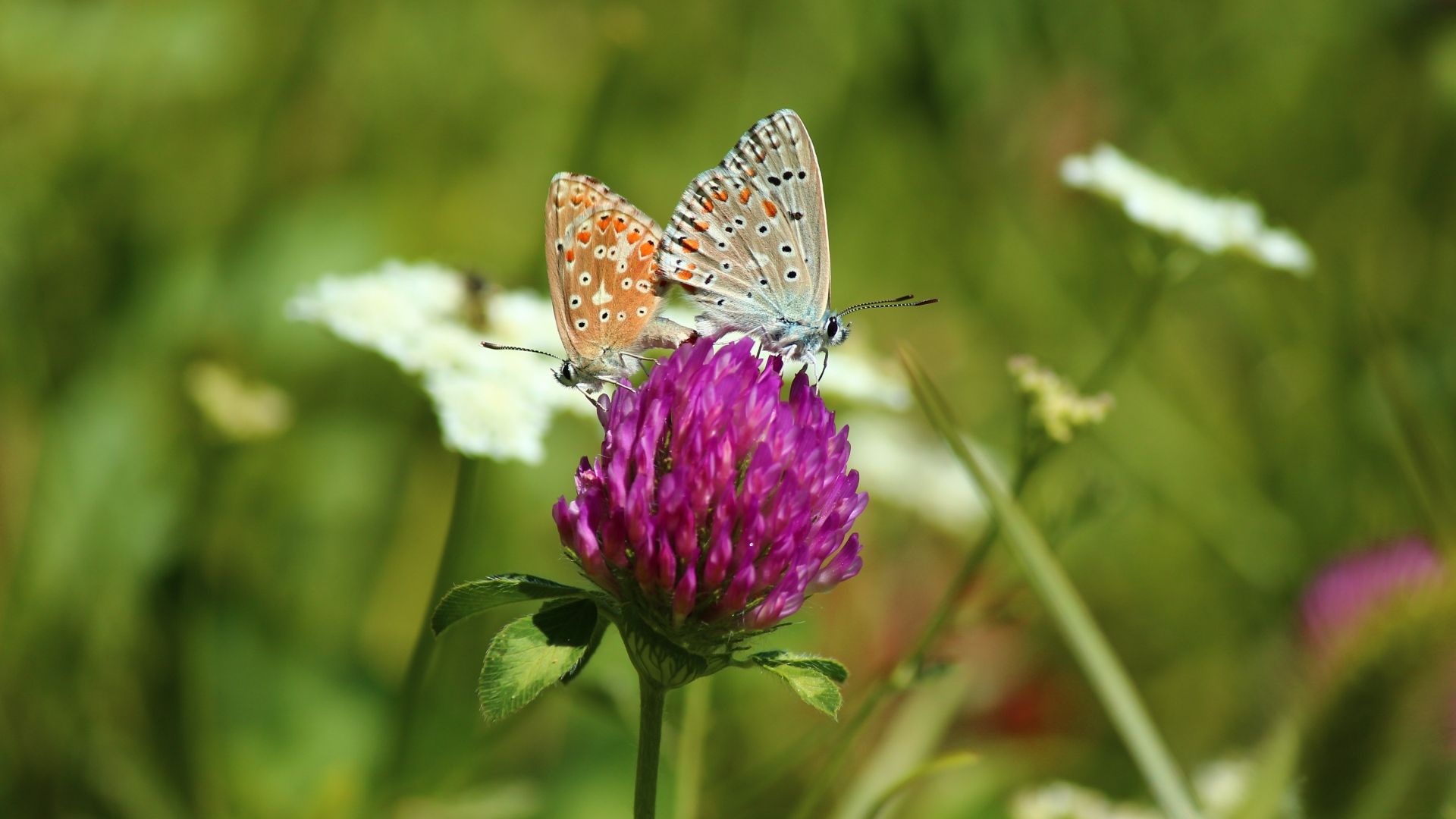 Bläuling, Schmetterlinge, Kleeblüte, Wiese, Makro, Full HD 1080p, Desktop-Hintergrundbild