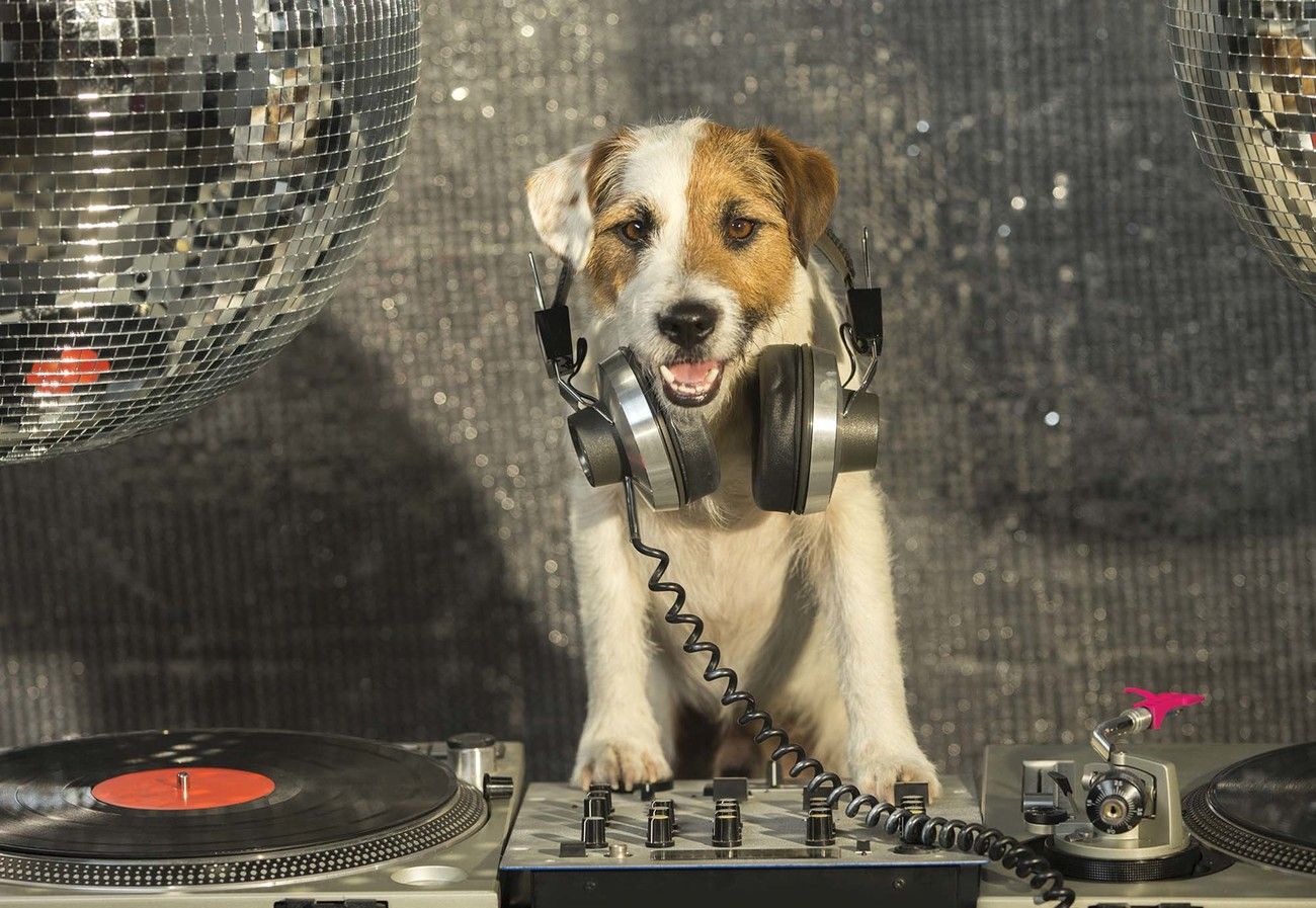 Jack Russell Terrier, Hund, Kopfhörer, Discokugel, Plattenspieler, Lustig, HD, Laptop-Hintergrundbild