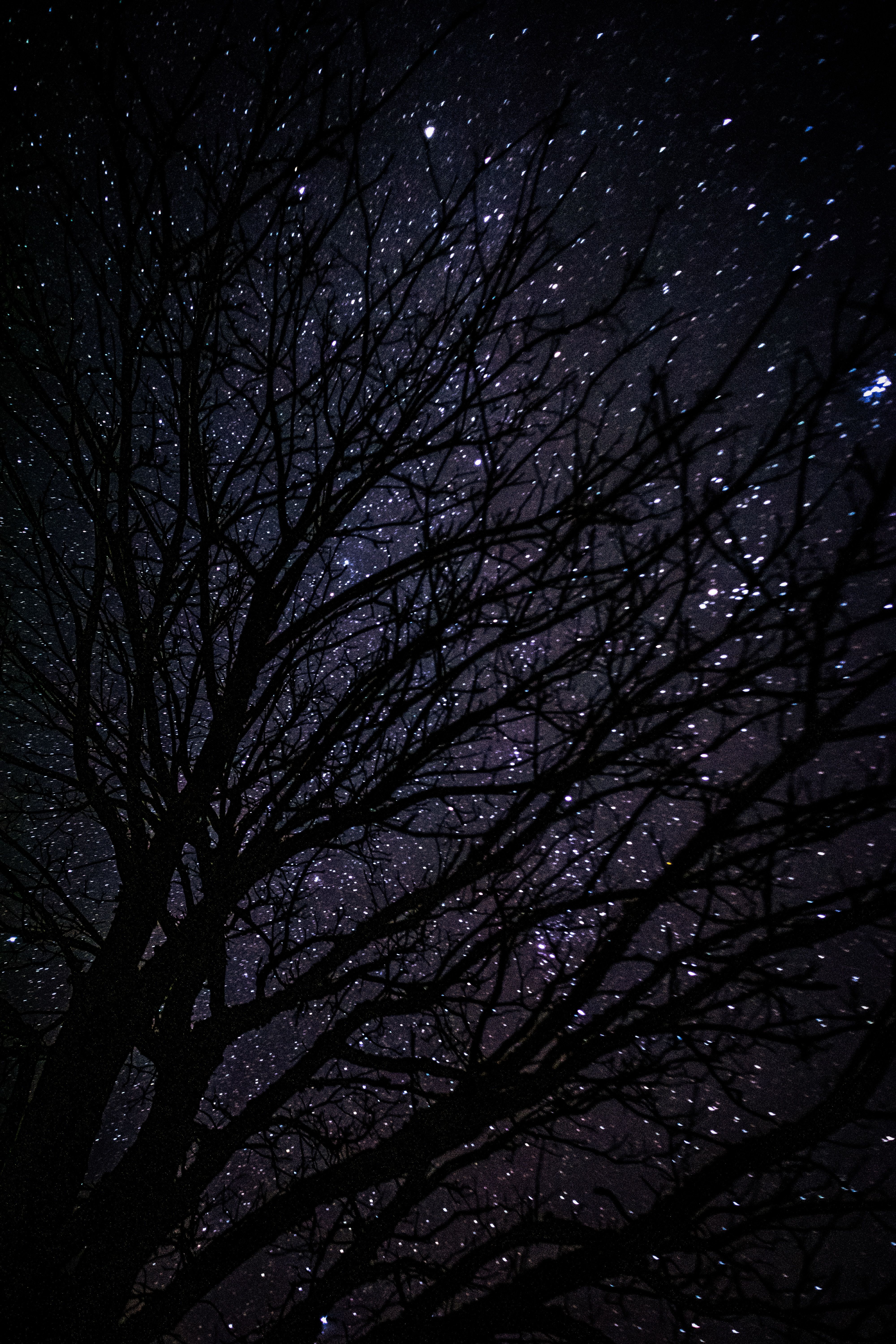 Kahle Äste, Sternenhimmel, Nacht, Silhouette, Hochformat, QHD+, Handy-Hintergrund