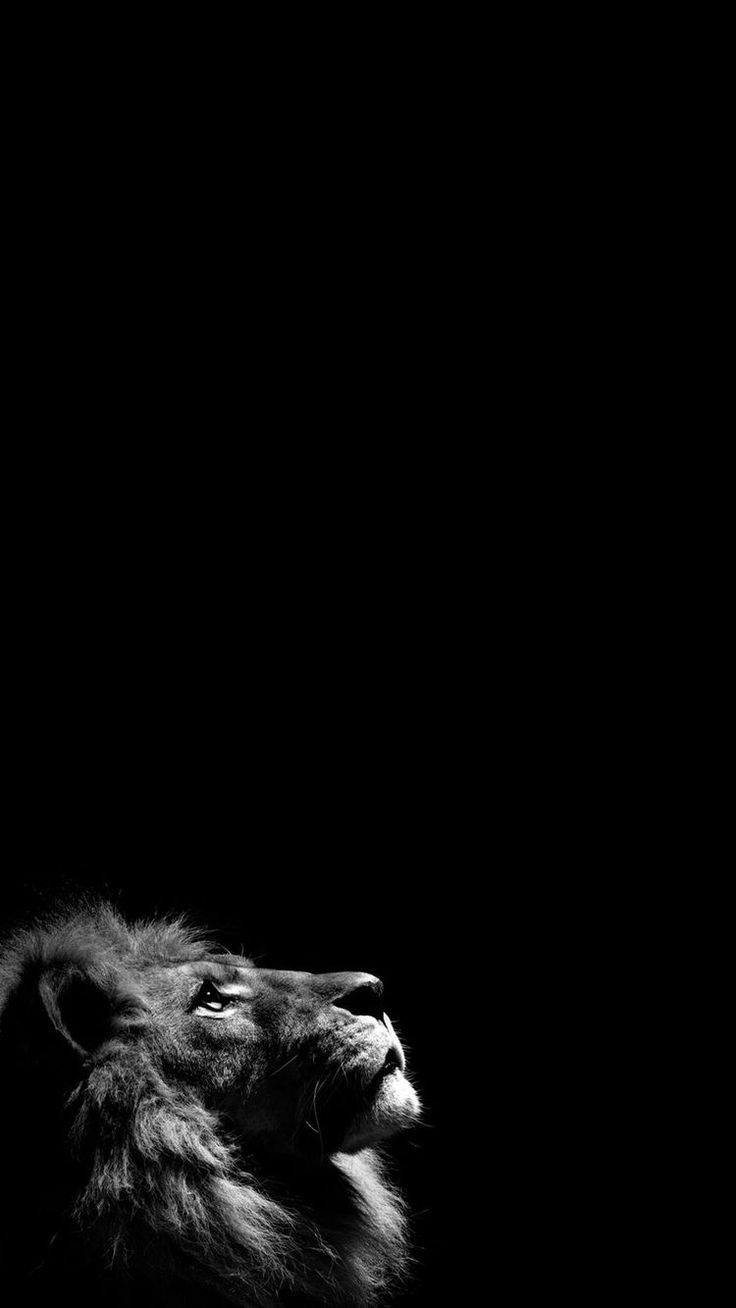 Löwe, Profil, Schwarzer Hintergrund, Schwarzweiß, Minimalistisch, Sperrbildschirm fürs iPhone