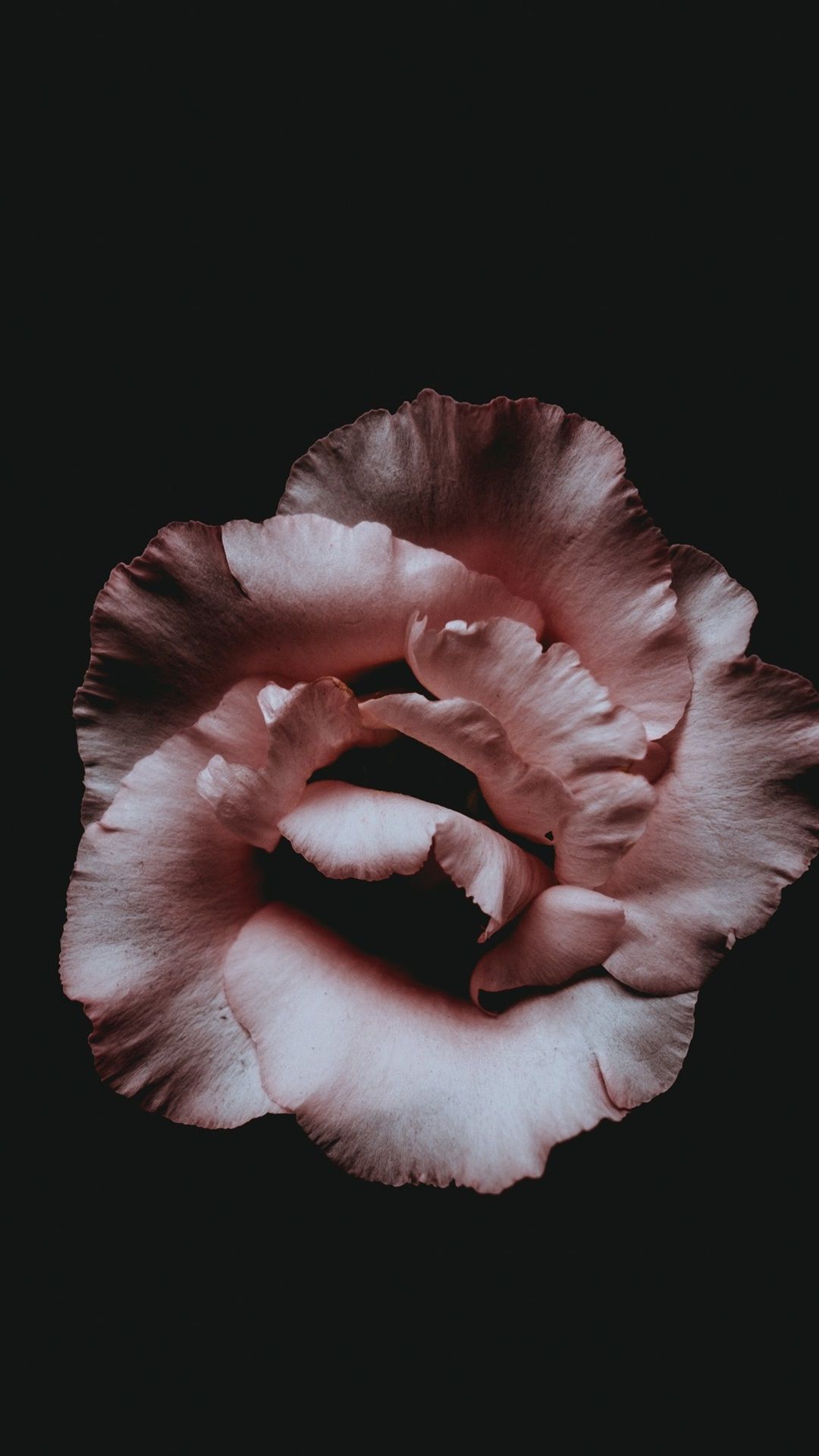 Rose, Rosa Blüte, Schwarzer Hintergrund, Hochformat, Minimalistisch, Sperrbildschirm fürs iPhone