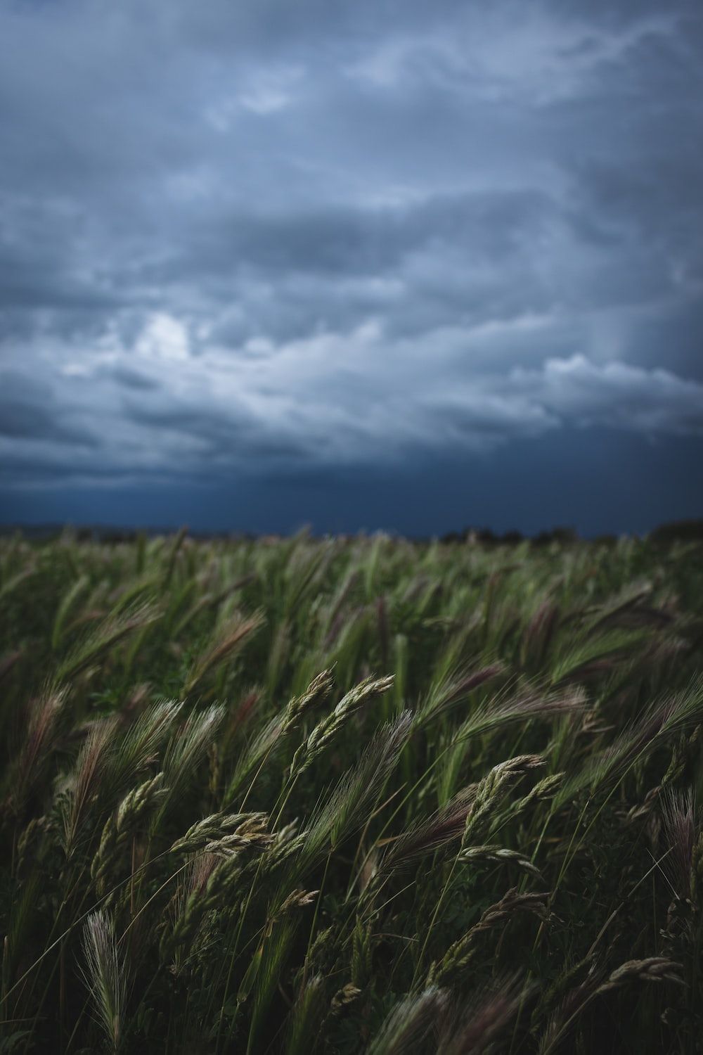 Weizenfeld, Gewitterwolken, Düster, Hochformat, Landschaft, Hintergrundbild fürs Handy