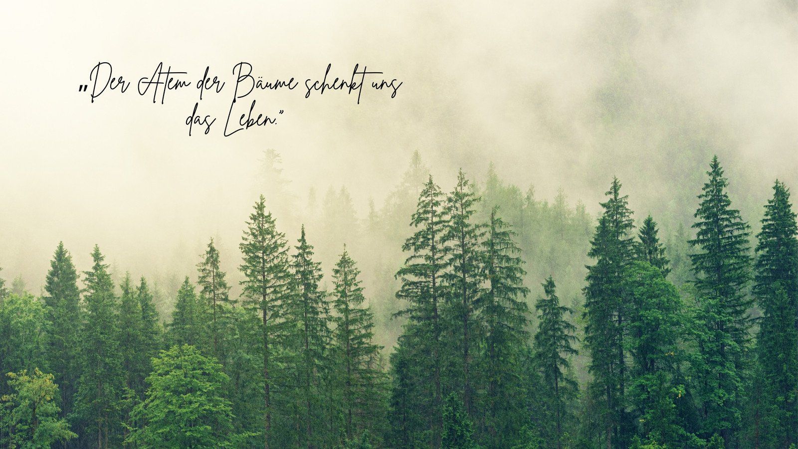 Der Atem der Bäume schenkt uns das Leben, Zitat, Nadelwald, Nebel, Titelbild, HD-PC-Hintergrundbild
