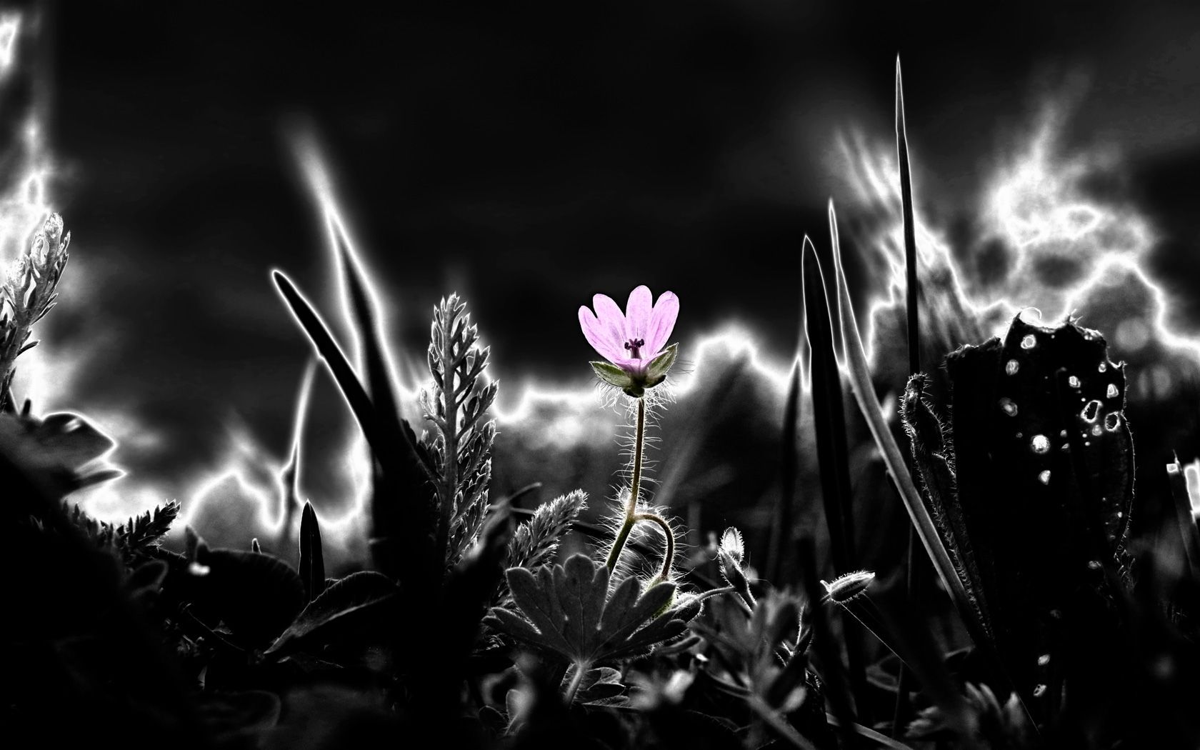 Blume, Schwarz-Weiß, Colorkey, Rosa Blüte, Lichteffekt, HD, Desktop-Hintergrund für Windows