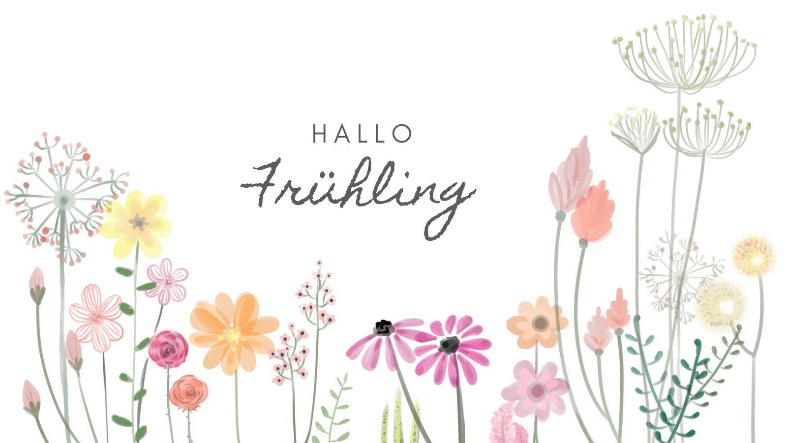 Hallo Frühling, Wildblumen, Illustration, Weiß, Pusteblume, HD, PC-Hintergrundbild