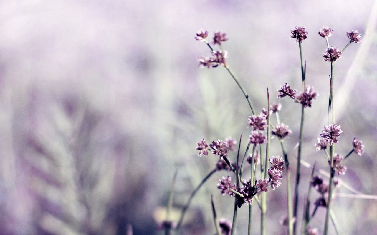 Wildblumen, Lila Blüten, Unschärfe, Pastell, Wiese, HD, Hintergrundbild für den PC