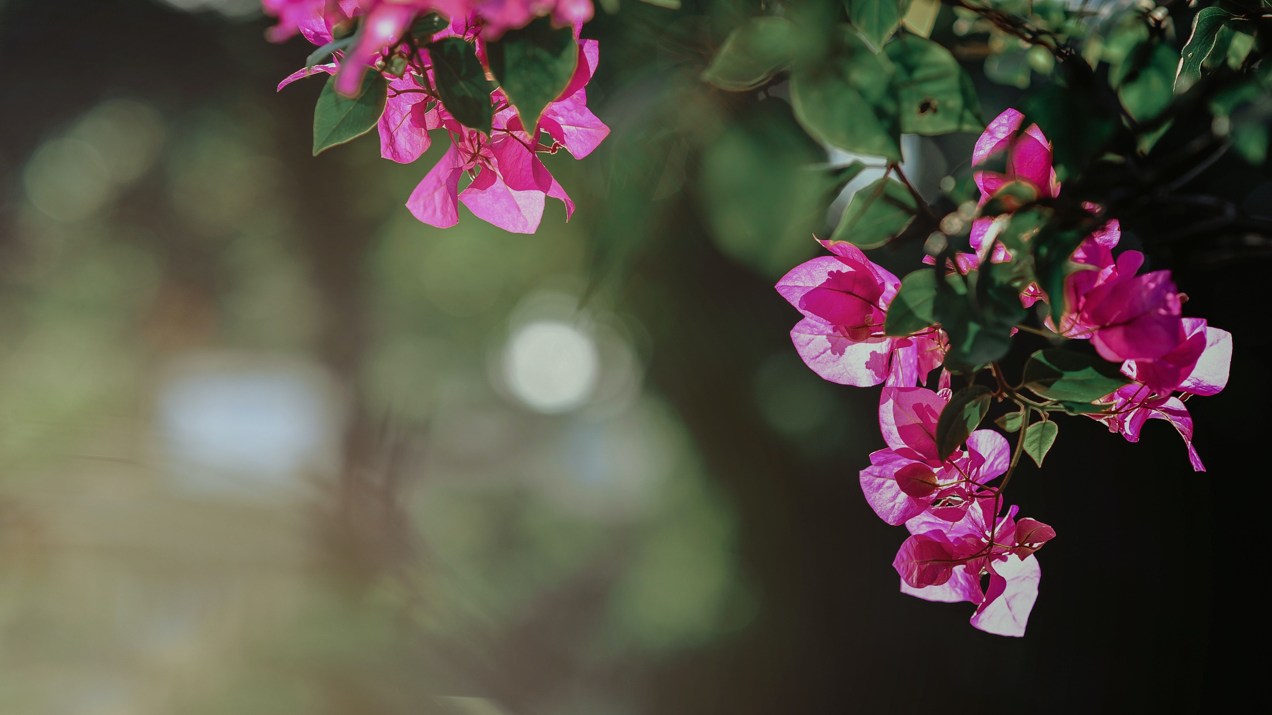 Bougainvillea, Pinke Blüten, Unschärfe, Grün, Natur, 4K, Hintergrundbild für den PC