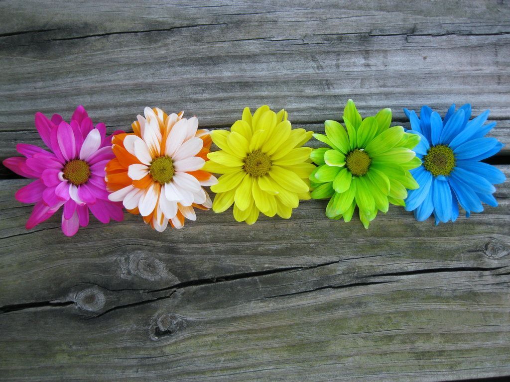 Gerbera, Bunte Blüten, Holz, Regenbogenfarben, Reihe, Hintergrundbild für iPad und Tablet