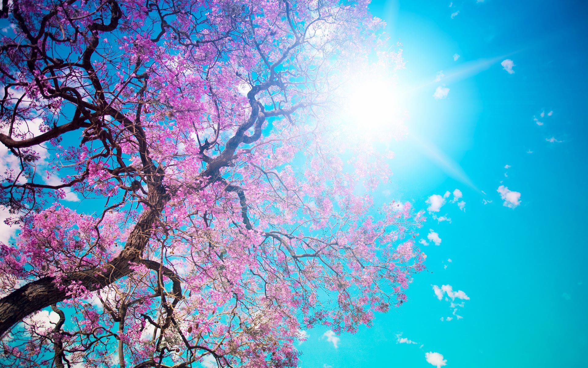 Blühender Baum, Rosa Blüten, Sonne, Froschperspektive, Blauer Himmel, Full-HD-Hintergrundbild für PC
