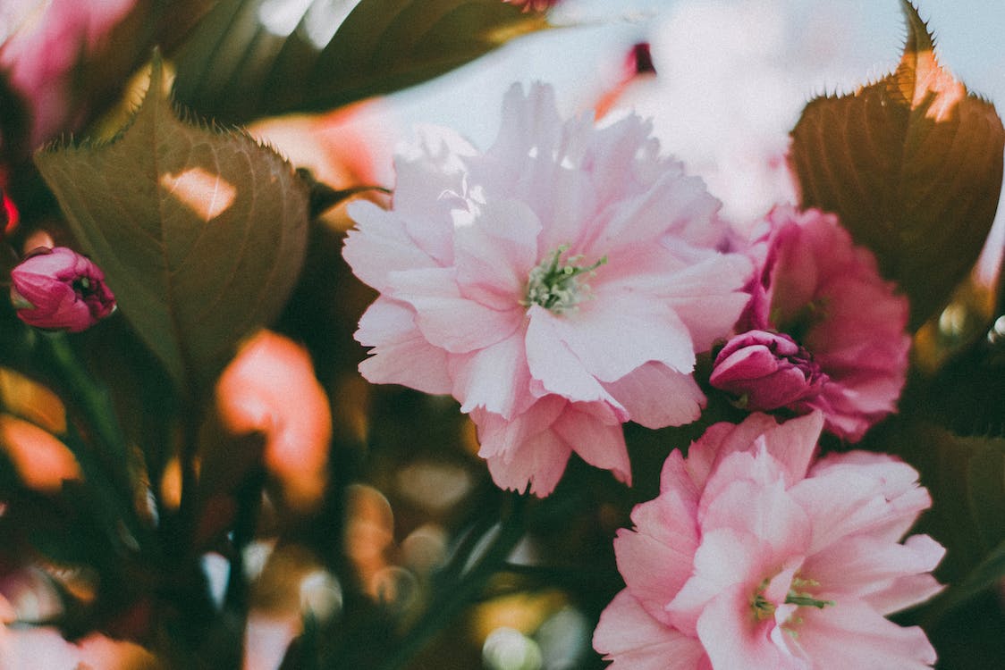 Rosa Blüten, Kirschblüten, Nahaufnahme, Frühling, Unschärfe, Hintergrundbild