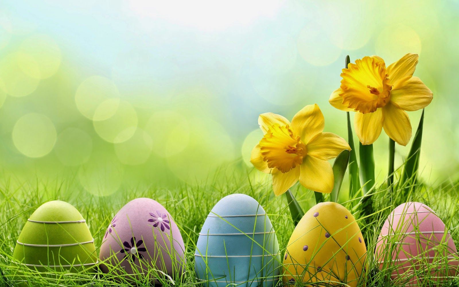 Ostereier, Narzissen, Ostern, Frühling, Wiese, Bokeh, 16:10, HD-Hintergrundbild für den Desktop
