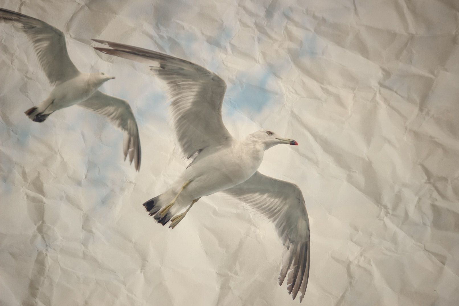 Möwen, Vögel, Zerknittertes Papier, Collage-Kunst, HD, Desktop-Hintergrund für Windows