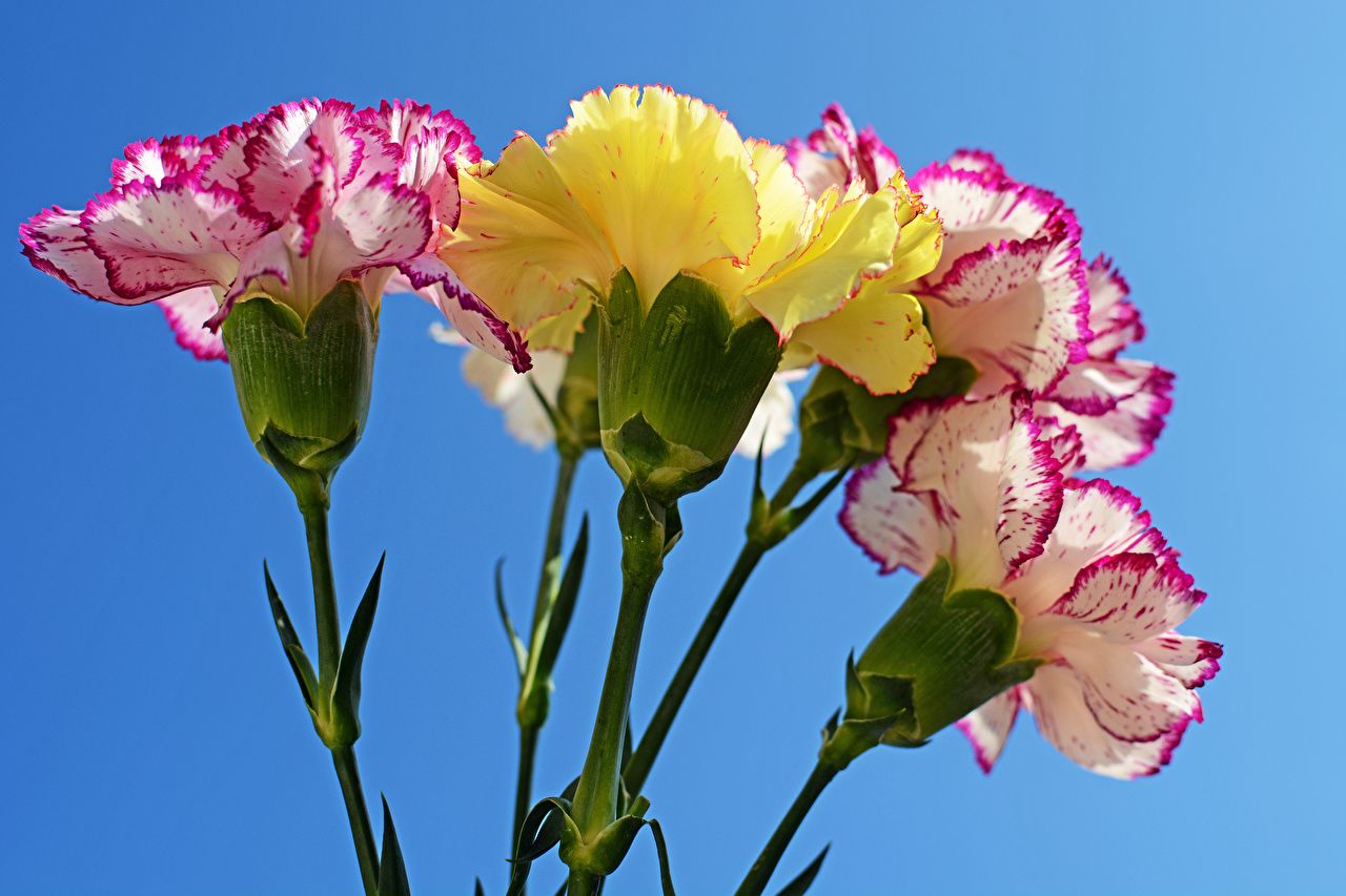 Nelken, Blumen, Gelb, Pink, Blauer Himmel, HD, Desktop-Hintergrund für Windows