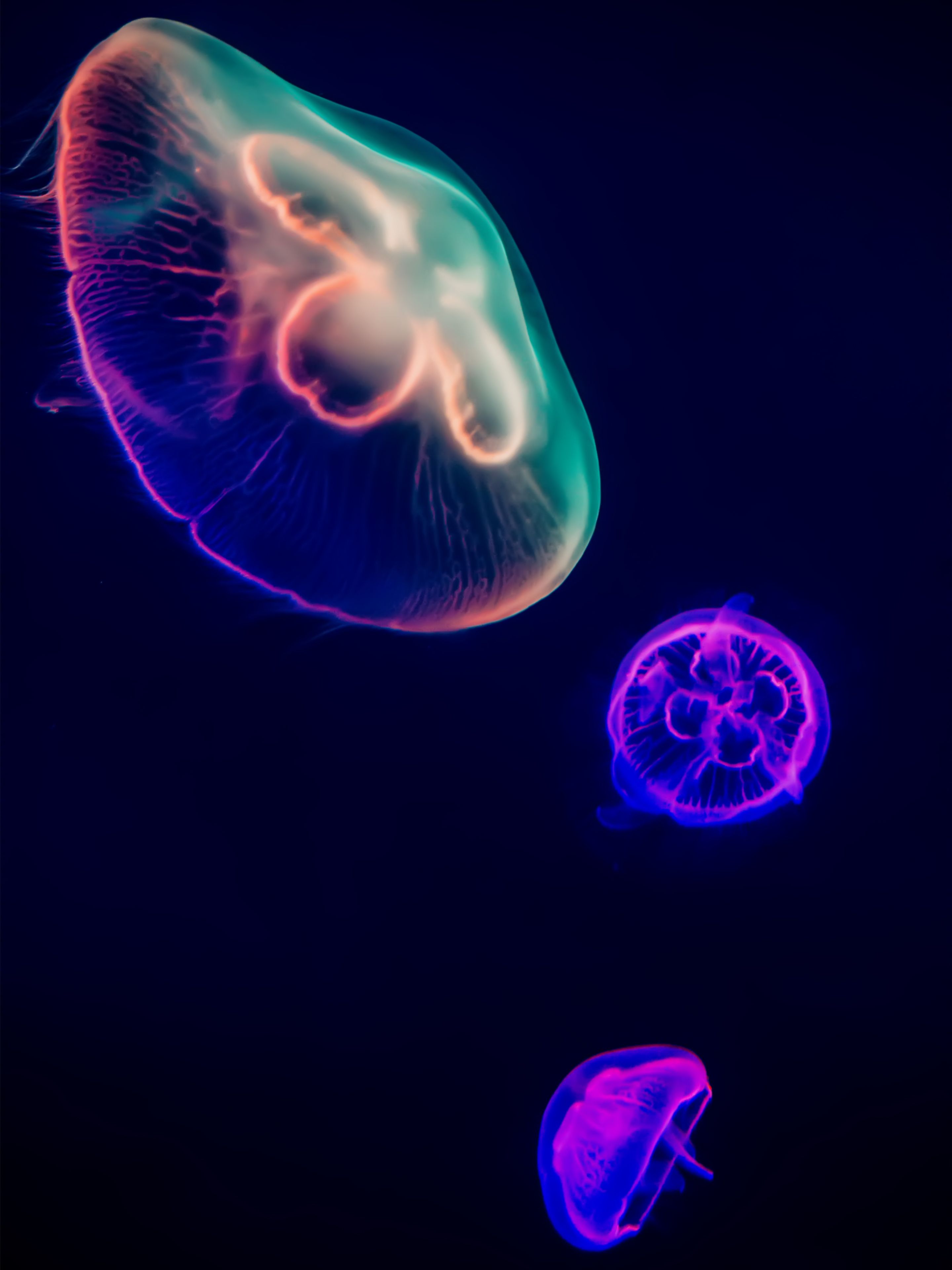 Quallen, Neon, Unterwasser, Dunkelblau, Pink, QHD+, iPad-Hintergrundbild