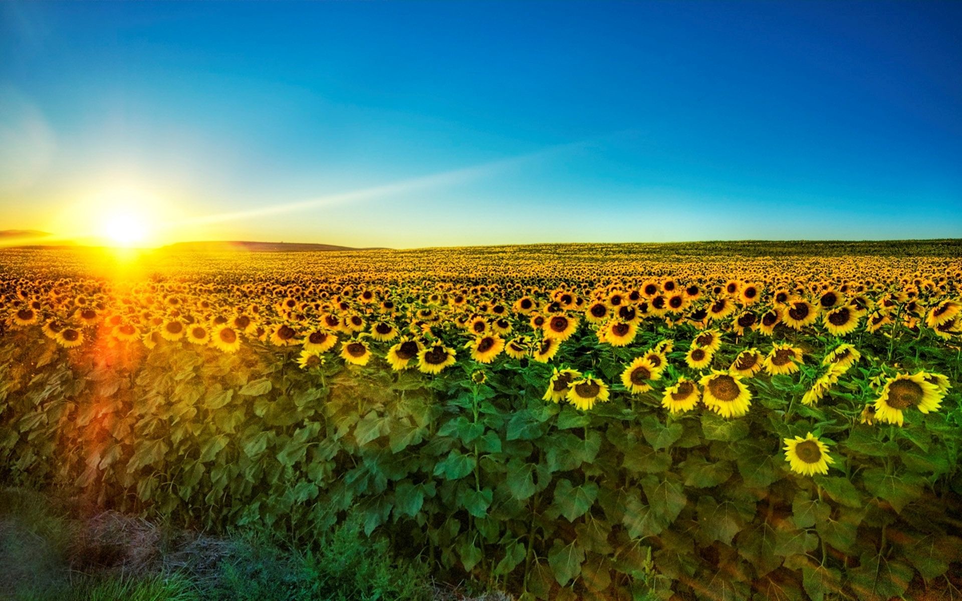 Sonnenblumenfeld, Sonnenblumen, Sonnenuntergang, Landschaft, Sommer, Full HD, Breitbild-Hintergrundbild