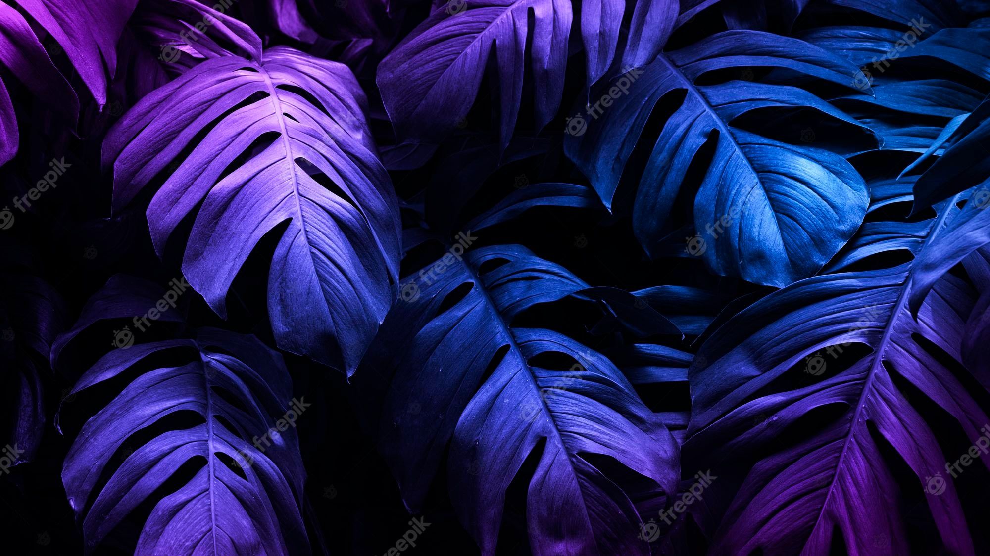 Monstera, Blätter, Lila, Blau, Tropisch, 16:9, Full-HD-Hintergrundbild für den Desktop
