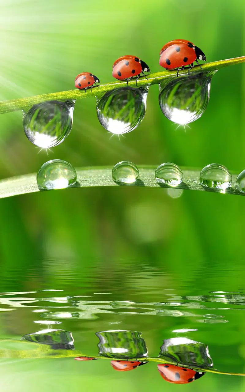 Marienkäfer, Tautropfen, Grashalm, Makro, Grün, HD, Handy-Hintergrund im Hochformat