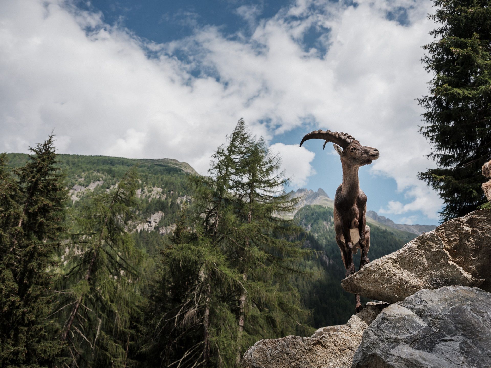 Steinbock, Felsen, Berge, Nadelwald, Wildtiere, Full HD, Hintergrundbild fürs Tablet