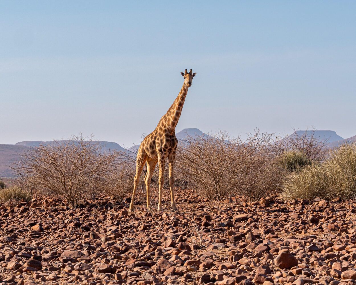 Giraffe, Savanne, Afrika, Wildtiere, Hintergrund