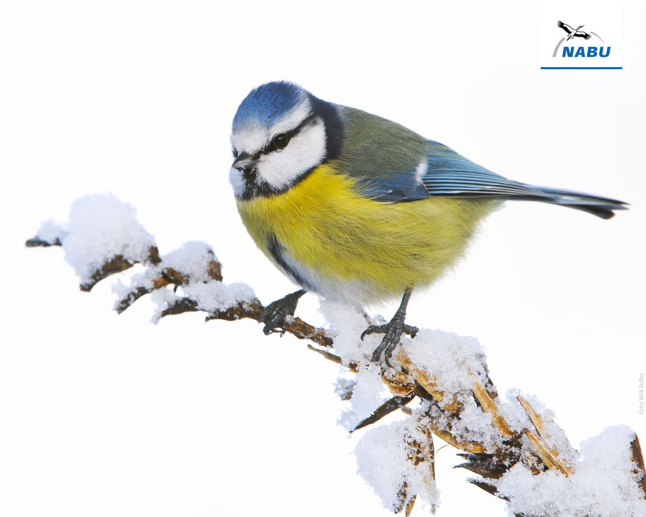 Blaumeise, Vogel, Schnee, Winter, Zweig, HD, Hintergrundbild für den PC