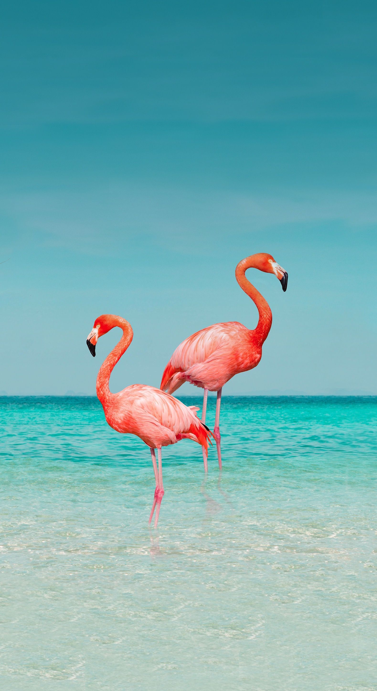 Flamingopaar, Türkises Meer, Flachwasser, Karibik, Hochformat, Android-Hintergrundbild