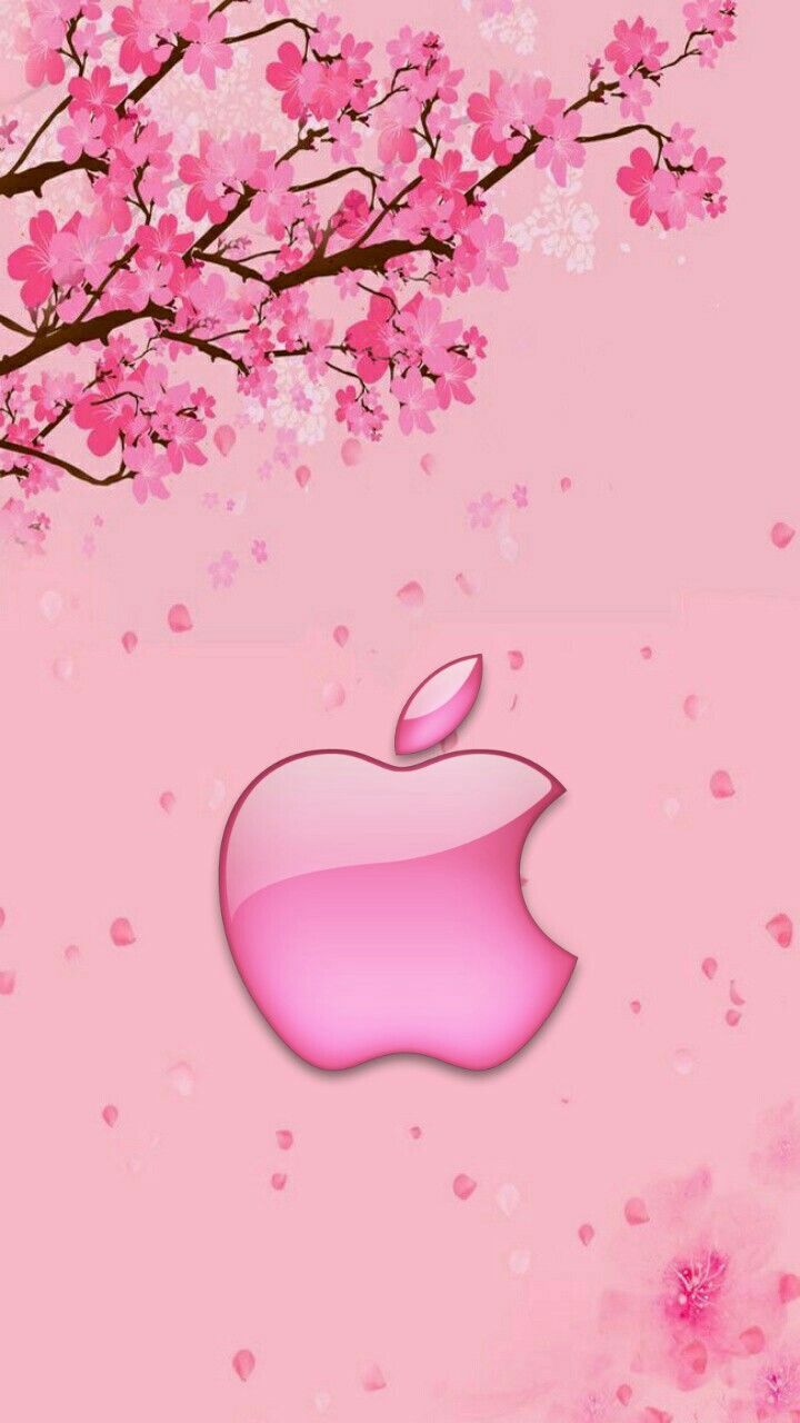 Apple-Logo, Kirschblüten, Rosa Hintergrund, Pastell, HD, Sperrbildschirm fürs iPhone