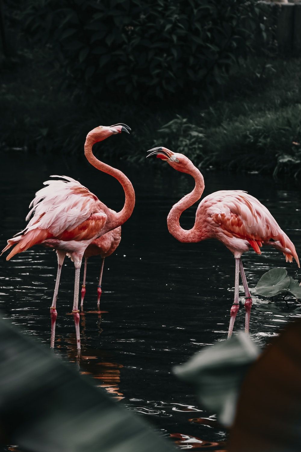 Flamingos, Dunkles Wasser, Spiegelung, Paar, Hochformat, HD, Handy-Hintergrund