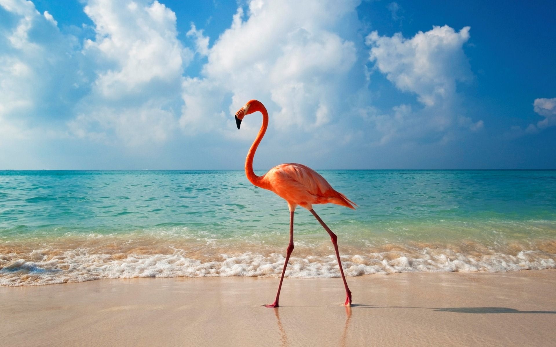 Flamingo, Strand, Meer, Wolken, Sommer, Wellen, 16:10, Full-HD-Hintergrundbild für den Desktop