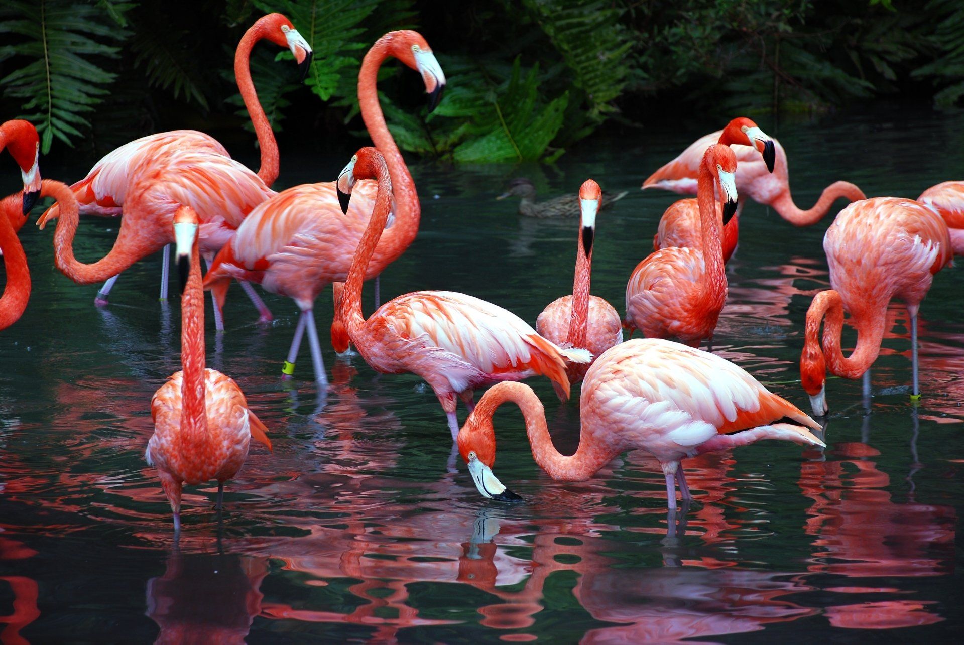 Flamingokolonie, Wasservögel, Teich, Rosa, Gruppe, Full HD, Desktop-Hintergrund für Windows