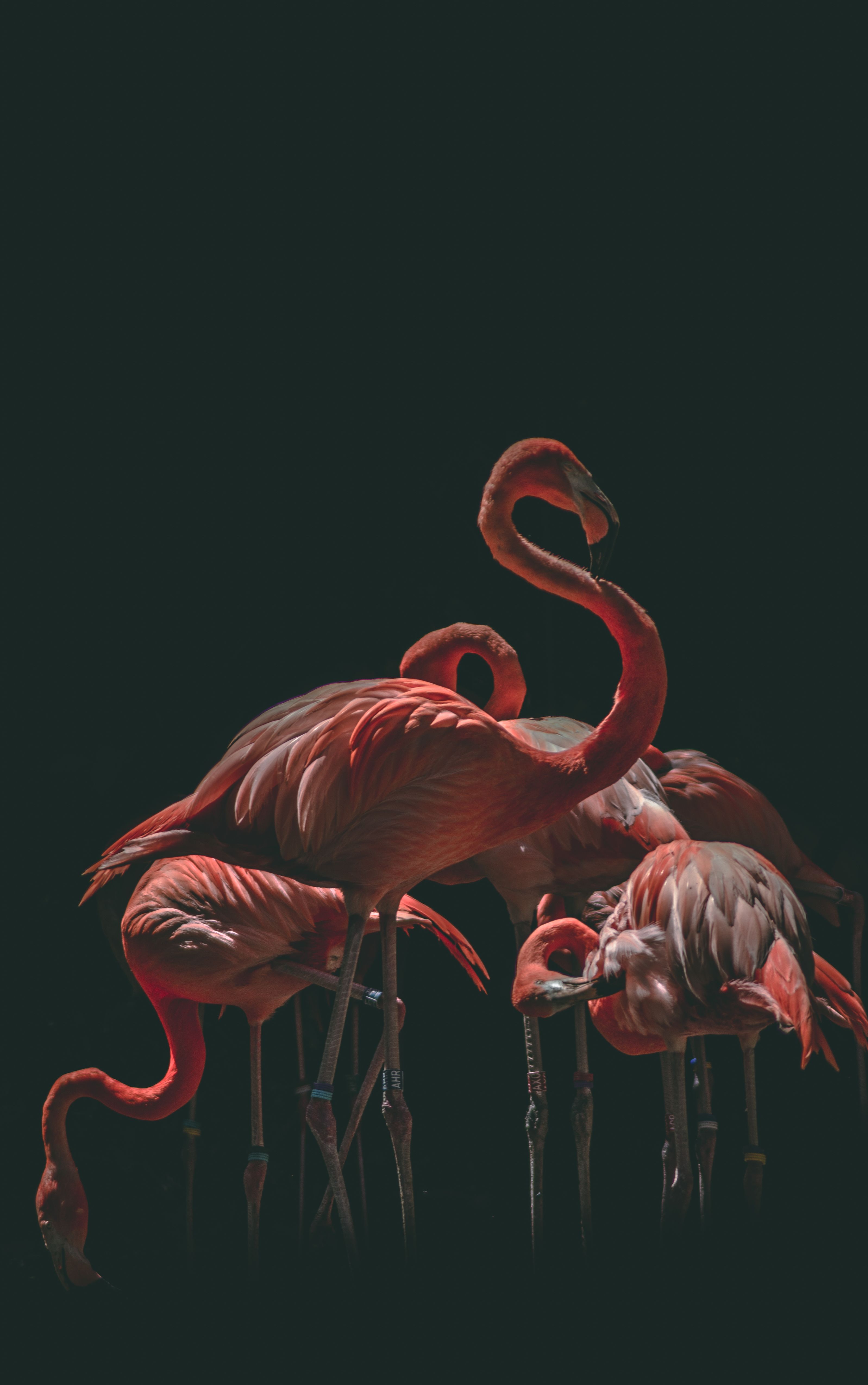 Flamingos, Schwarzer Hintergrund, Dunkel, Hochformat, QHD+, Sperrbildschirm fürs iPhone