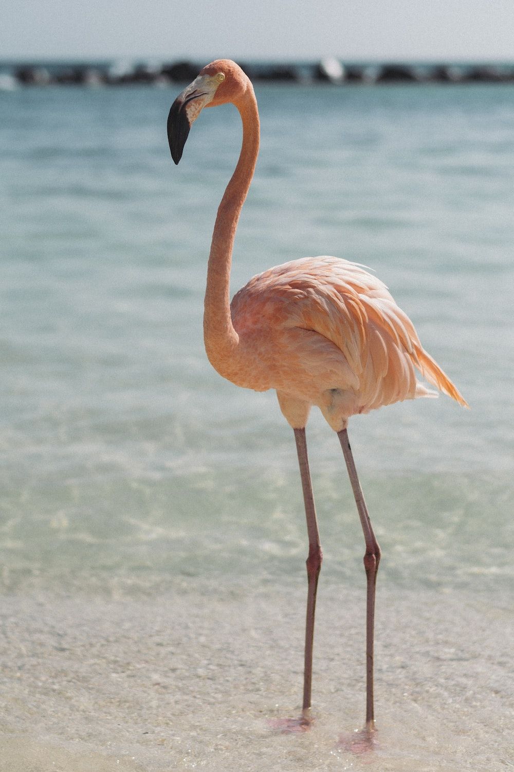 Flamingo, Strand, Flachwasser, Wasservogel, Hochformat, HD, Hintergrundbild fürs Handy