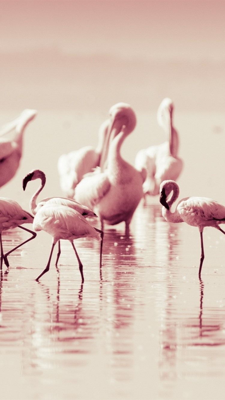 Flamingos, Spiegelung, Pastell, Gruppe, Hochformat, HD, Sperrbildschirm fürs iPhone