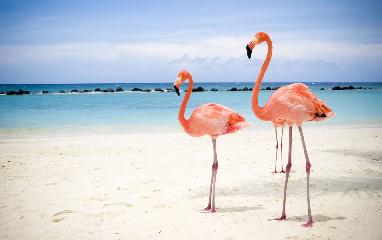 Flamingo Beach, Aruba, Flamingos, Weißer Sand, Karibik, Strand, HD, Windows-Hintergrundbild