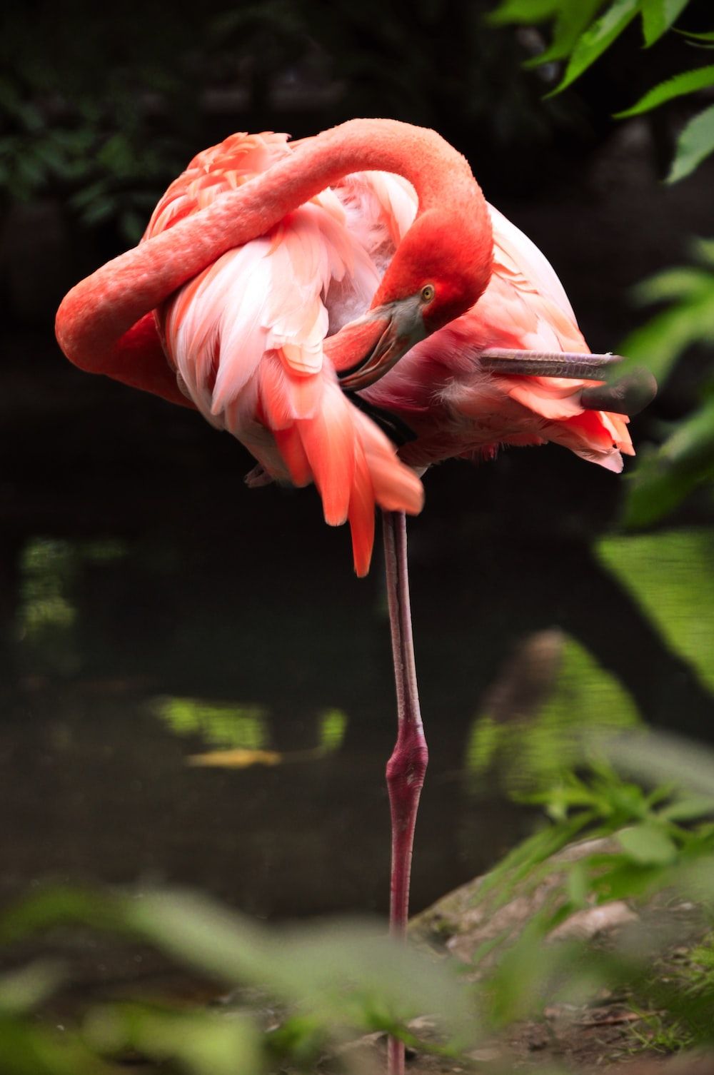 Flamingo, Schlafend, Grüne Blätter, Natur, Hochformat, Hintergrundbild für iPhone und Android