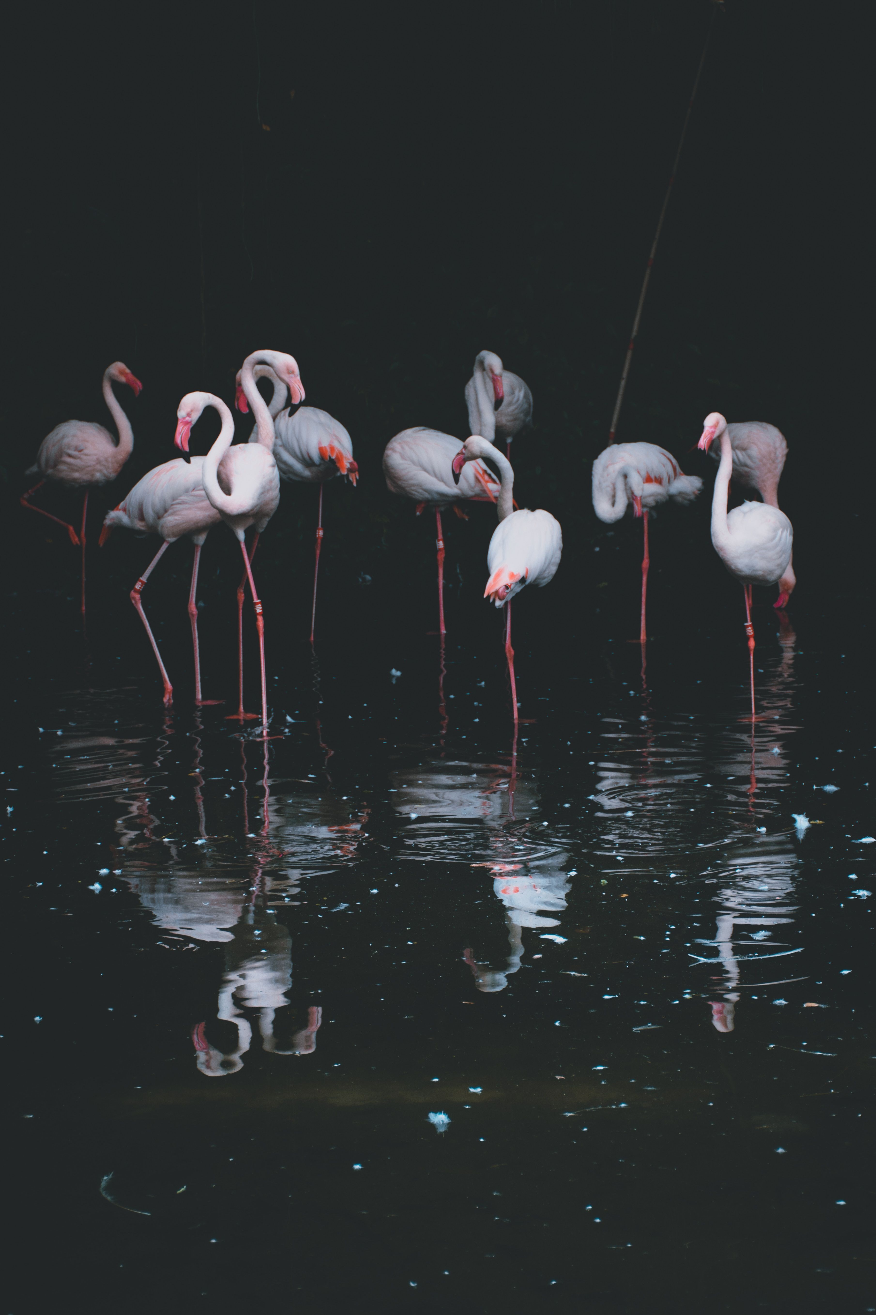 Flamingos, Spiegelung, Nacht, Schwarzer Hintergrund, QHD+, Sperrbildschirm fürs iPhone